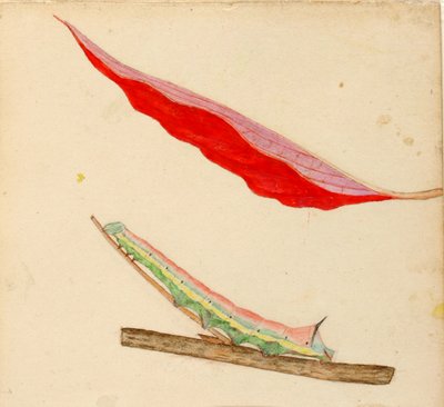 Lagarta "Mirror-Back", estudo para o livro Concealing Coloration in the Animal Kingdom de Gerald H. Thayer