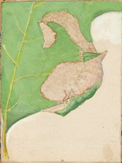 Lagarta de borda de folha de carvalho, estudo para o livro Concealing Coloration in the Animal Kingdom de Gerald H. Thayer