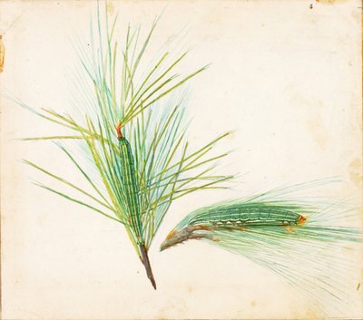 Lagarta de tufo de pinho..., início do século XX. de Gerald H. Thayer