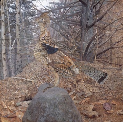 Macho Ruffed Grouse na floresta, 1907-08 de Gerald Thayer