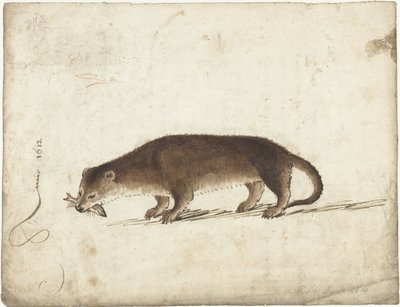 Lontra com um peixe na boca de Gerard ter Borch (I)