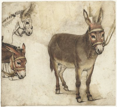 Folha de estudo com burros de Gerard ter Borch (I)