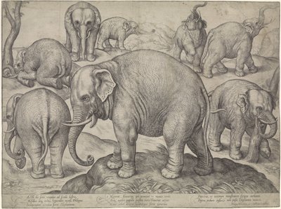 Oito elefantes de Gerard van Groeningen