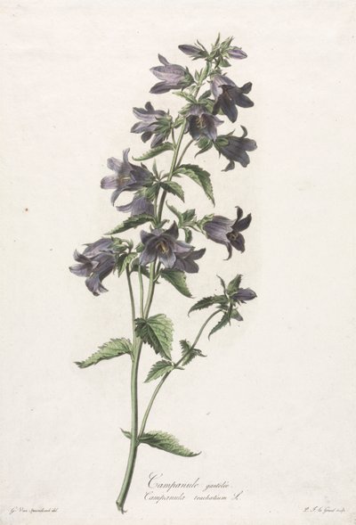 Flores tiradas da natureza: campanula com luvas, c. 1800. de Gerard van Spaendonck