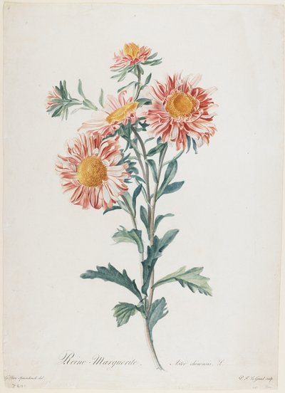 Rainha Marguerite, de Flores Desenhadas da Natureza, c.1800 (gravura stipple colorida à mão) de Gerard van Spaendonck