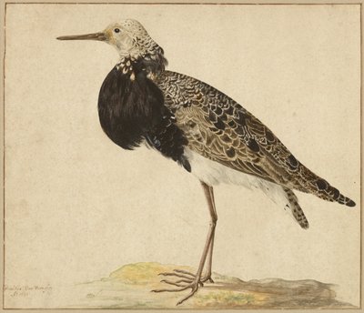 Ruff de pé de Gerardus van Veen