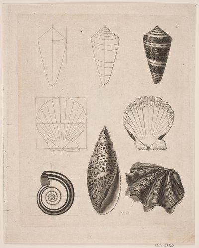 Lousa com caracóis de Gerhard Ludvig Lahde