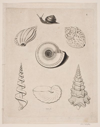 Lousa com caracóis de Gerhard Ludvig Lahde