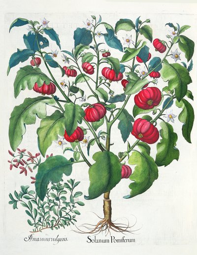 1.Solanum originando; 2.Amaracus são populares, a partir do Eystettensis por Basil Besler (1561-1629), pub. 1613 de German School
