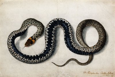 A Grass Snake, c.1675-1700 de German School