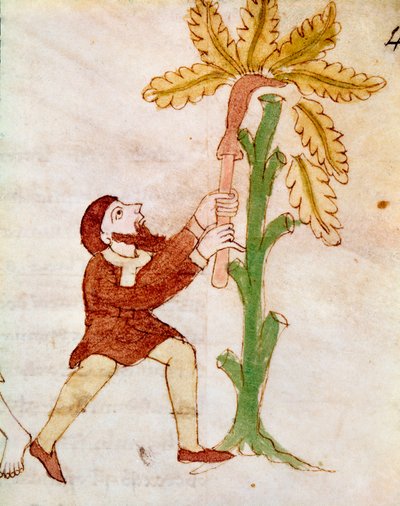 Um agricultor esculpindo os ramos de uma árvore miniatura do manuscrito "De Universo" ou "De rerum naturis" do Rabanus Maurus Magnentius (ou Raban Maur ou Rabano Mauro, ca. 780-856). Século IX. Arquivo da Abadia de Monte Cassino (Monte Cassin) de German School