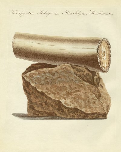 Uma parte de uma arma de bolota de elefante escavada (gravura colorida) de German School