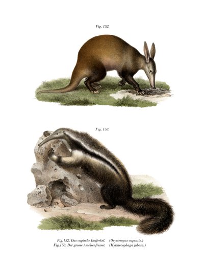 Aardvark, 1860 de German School