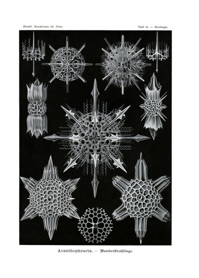 Acanthophracta, 1899-1904 de German School