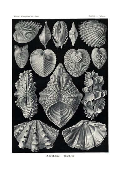 Acephala, 1899-1904 de German School