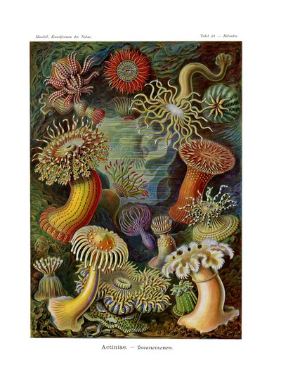 Actiniae ou Actiniaria, 1899-1904 de German School