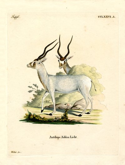Antílope Addax (gravação a cores) de German School