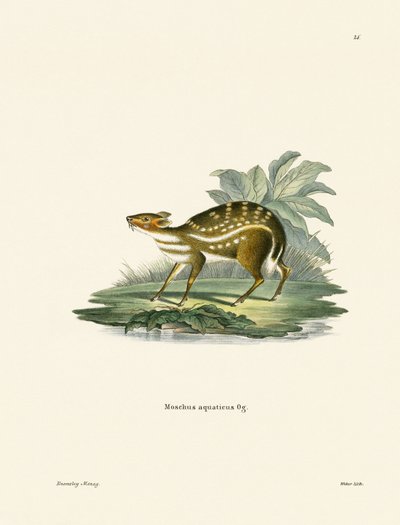 Chevrotain africano (gravura colorida) de German School
