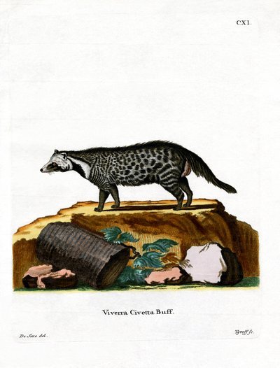 African Civet (gravura colorida) de German School