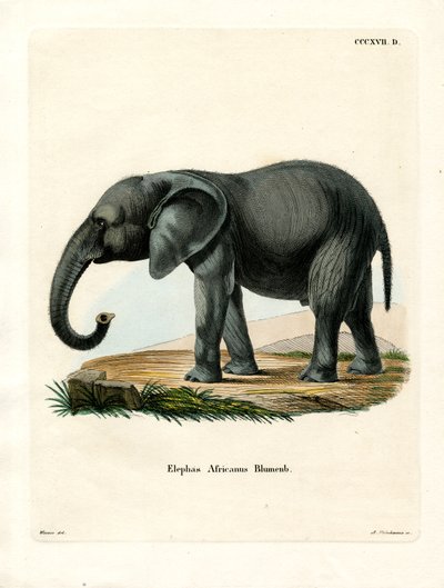 Elefante Africano (gravura colorida) de German School