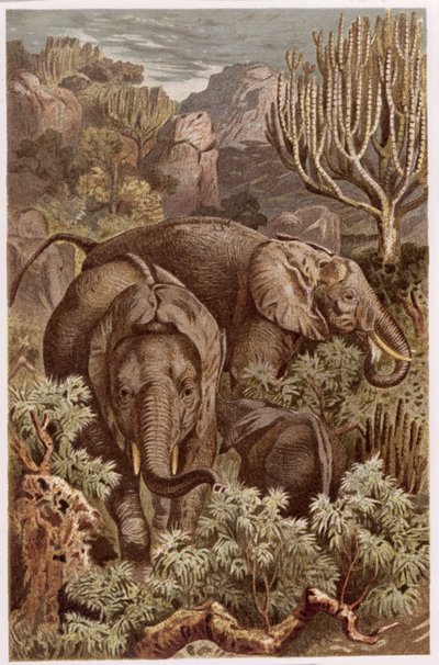 Elefante africano, registro de Brehms Tierleben: Allgemeine Kunde des Tierreichs, volume 3, p. 9, publicado pelo Bibliographisches Institut, 1891 de German School