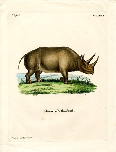 Rinoceronte africano (gravura colorida) de German School