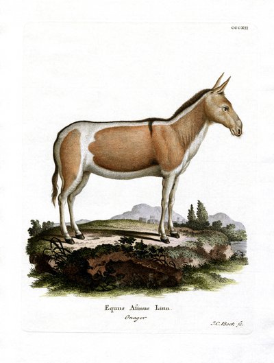Rabo selvagem africano (gravura colorida) de German School
