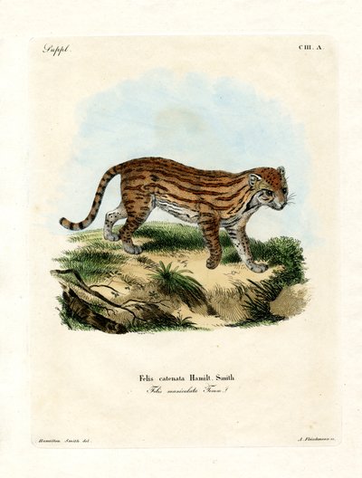 Gato selvagem africano (gravura colorida) de German School
