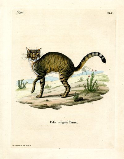 Gato selvagem africano (gravura colorida) de German School