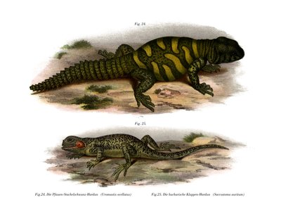 Agama (cor litho) de German School