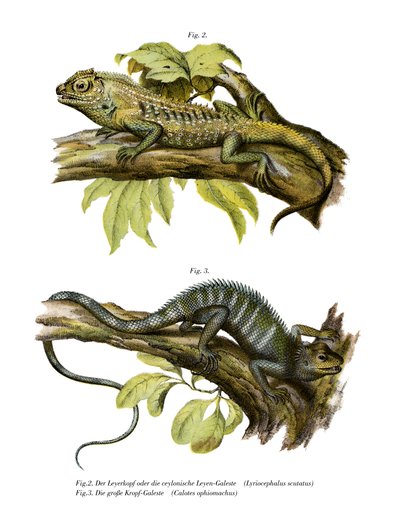 Agamid Lizard (cor litho) de German School