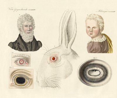 Albinos (gravura a cores) de German School
