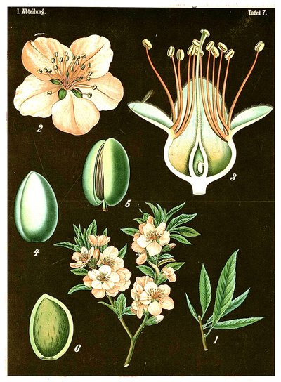 Amêndoa (Prunus Amygdalus) c.1890 (cromolitógrafo) de German School