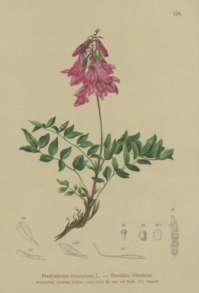 Alpine (urso pouco claras, hedysaroides urso) de German School