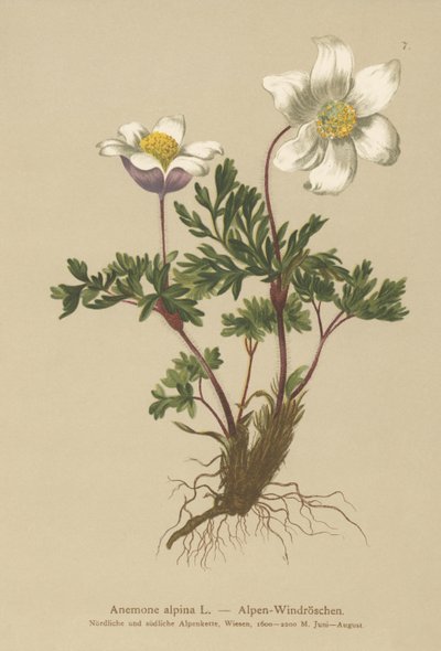 Anêmona Alpina (Anêmona alpina, Pulsatilla alpina) de German School