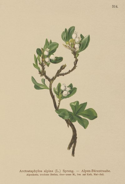 Alpine Bearberry (Arctostaphylos alpina, Arctostaphylos alpinus) de German School