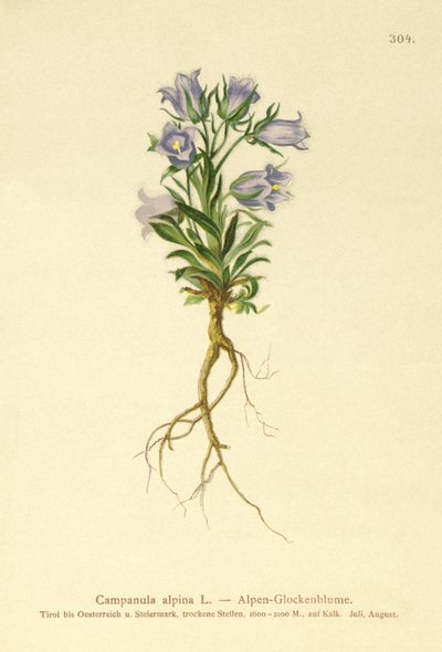 Bellflower alpino (Campanula alpina) de German School
