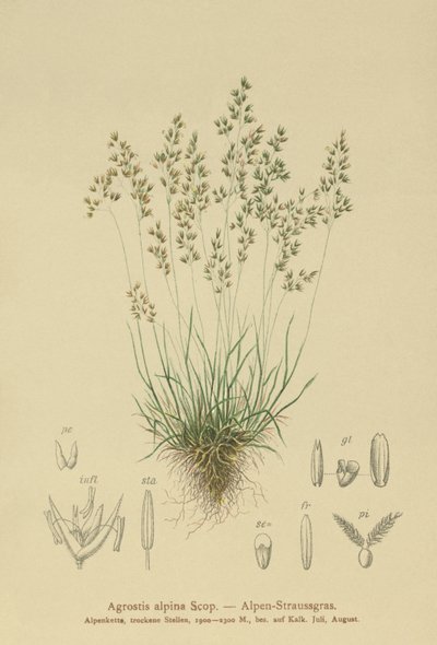 Alpine Bentgrass (Agrostis alpina, Aira flavescens) de German School