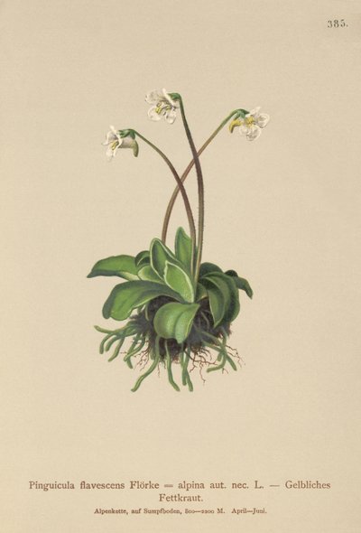 Butterwort alpino (Pinguicula flavescens, Pinguicula alpino) de German School