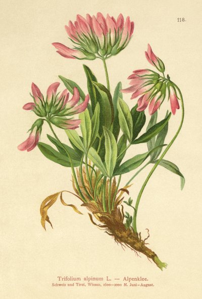 Trevo Alpino (Trifolium alpinum) de German School