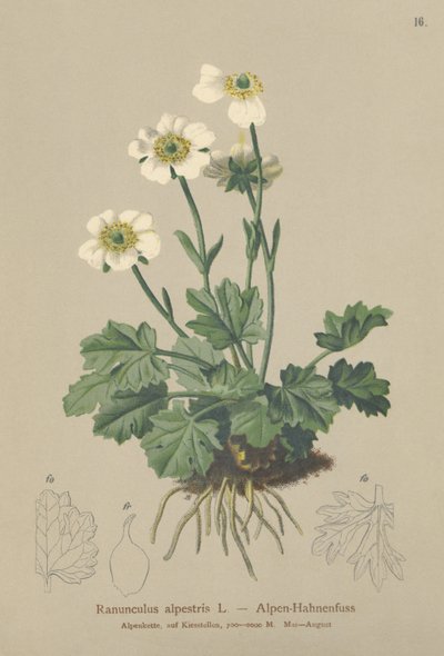 Aranha-dos-alpes (Ranunculus alpestris) de German School