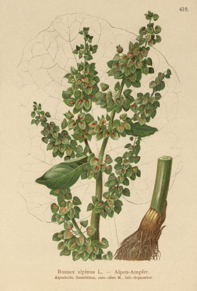 Doca dos Alpes (Rumex alpinus) de German School