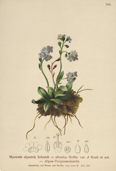 Esquecer-me-não-alpino (Myosotis alpestris, Myosotis silvatica) de German School
