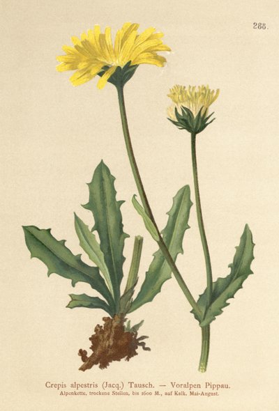 Barba de falcões dos Alpes (Crepis alpestris) de German School