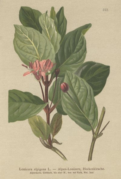 Madressilva alpina (Lonicera alpigena) de German School