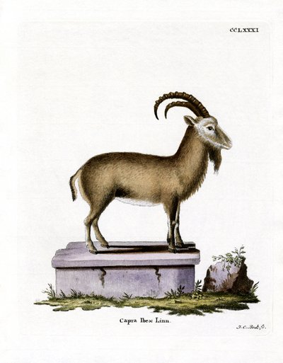 Alpine Ibex (gravura colorida) de German School