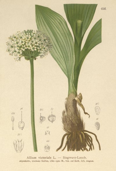 Alpina Alho (Allium, Allium, cebola Victorialis, Geboscon Triphylus, plantagmeum alho, Allium anguinum) de German School
