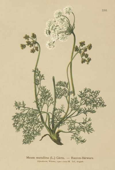 Lovato Alpino (Meum Mutellina, Ligusticum Mutellina) de German School