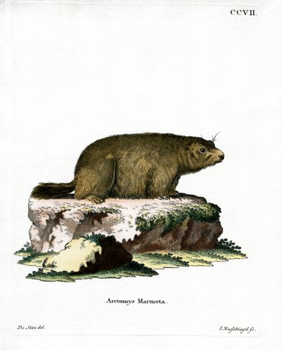 Alpine Marmot (gravação a cores) de German School