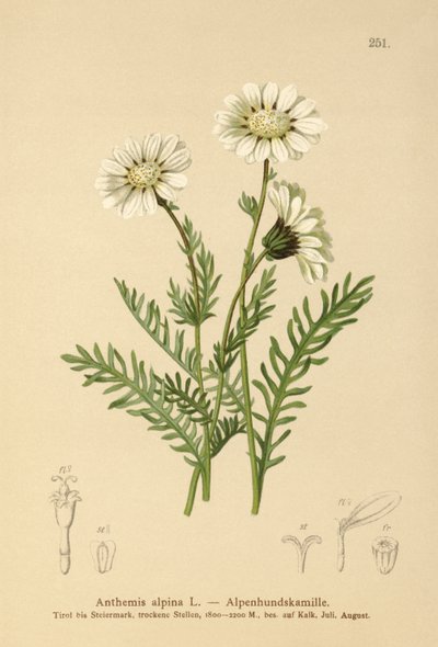 Mayweed alpino (Anthemis alpina, Achillea oxyloba subsp. Schuri) de German School